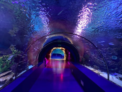 Large beautiful round glass tunnel under water in the aquarium with different fish. Concept tourism, sea world, diving photo
