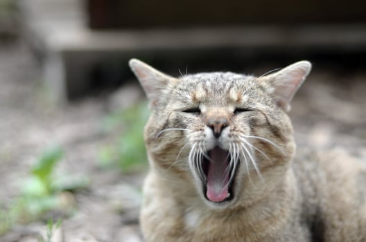 Brown tabby domestic cat yawning on blurred green yard photo