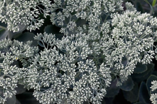 Lot of blooming Hylotelephium telephium white flowers with green leaves and stems photo