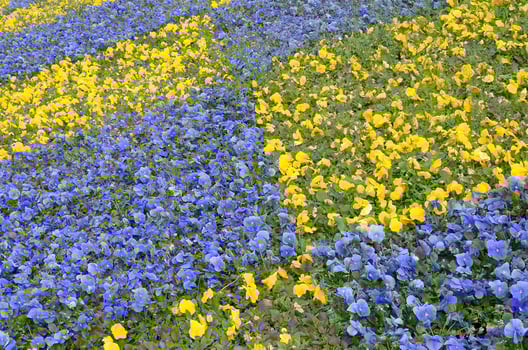 Beautiful violet and yellow blossoming pansies in the spring garden photo
