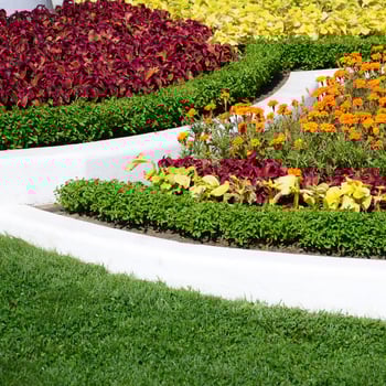 Coleus flowerpot. Beautiful perspective of natural coleus plant leaves photo