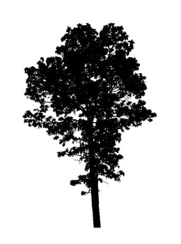 Tree silhouette for brush on white background photo