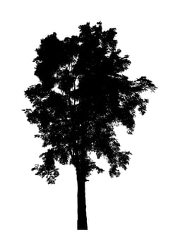Tree silhouette for brush on white background photo