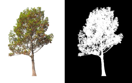 tree isolated on white background with clipping path and alpha channel photo