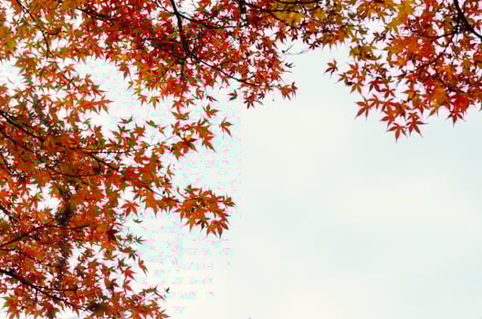 Focus and blurred colorful maple leaves tree with white background in Autumn of Japan. photo