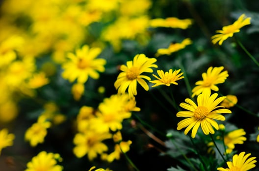 Focus and blurred of Golden daisy bush flower and background. photo