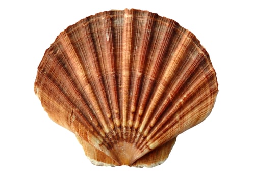 Clam Shell On White photo