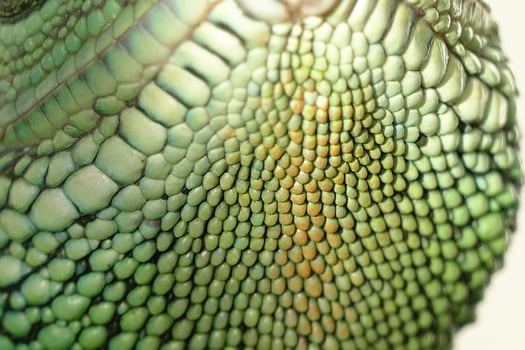 Green Lizard Reptile Scales photo