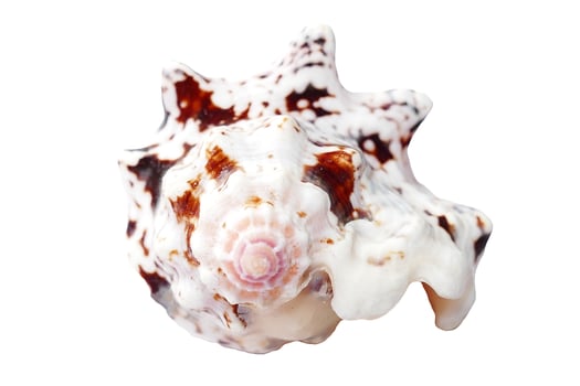 Seashell On White photo