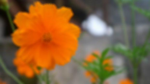 beautiful and amazing sulfur cosmos orange flower photo