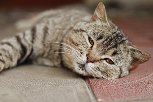 British cat. The portrait was made at lunchtime when the cat lay down to rest. The cat looks at the camera photo
