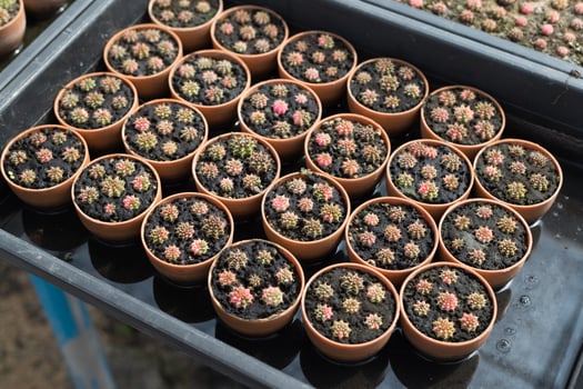 Beautiful close-up cactus in the garden. Various types of beauty cactus markets or cactus farms. Green house plants concept. photo