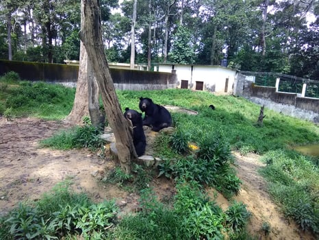 Black bear kid in safari park. Wildlife scene from safari park at Bangladesh. photo