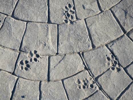 Dog tracks on cement. Cement masonry. Paving stones. photo