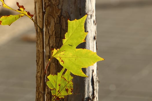 Tall sycamore tree in a city park in Israel. photo