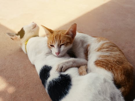cute cats hug Shows warmth, intimacy, trust, cheerfulness. photo