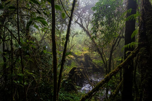 Beautiful rain forest at ang ka nature trail in doi inthanon national park, Thailand photo