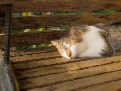 Striped cat sleeps on a wooden chair in the sun. photo