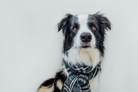 Funny cute puppy dog border collie wearing warm clothes scarf around neck isolated on white background. Winter or autumn dog portrait. Hello autumn fall. Hygge mood cold weather concept. photo