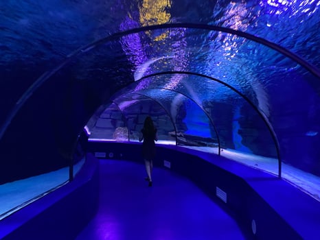 Large beautiful round glass tunnel under water in the aquarium with different fish. Concept tourism, sea world, diving photo