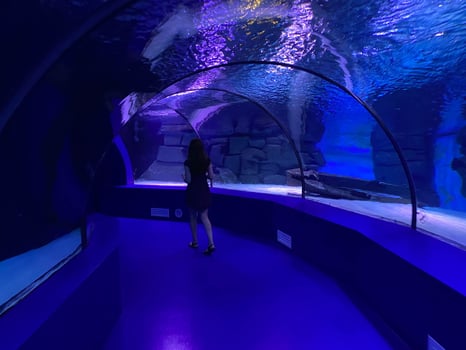 Large beautiful round glass tunnel under water in the aquarium with different fish. Concept tourism, sea world, diving photo