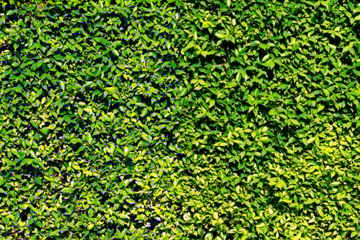 Fence green leaves wall background photo
