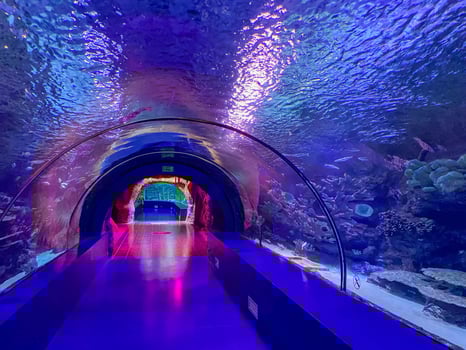 Large beautiful round glass tunnel under water in the aquarium with different fish. Concept tourism, sea world, diving photo
