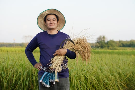 Asian man farmer is at paddy field, wears hat, blue shirt, holds harvested rice and sickle, put hand on hip, confident. Concept, agriculture occupation, farmer grow organic rice. photo