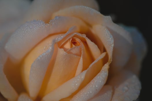 Peach rose close up after rain with water drops. photo