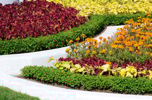 Coleus flowerpot. Beautiful perspective of natural coleus plant leaves photo