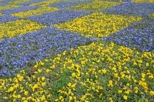 Beautiful violet and yellow blossoming pansies in the spring garden photo