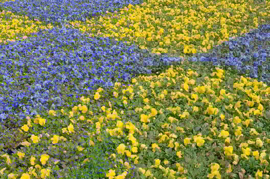 Beautiful violet and yellow blossoming pansies in the spring garden photo