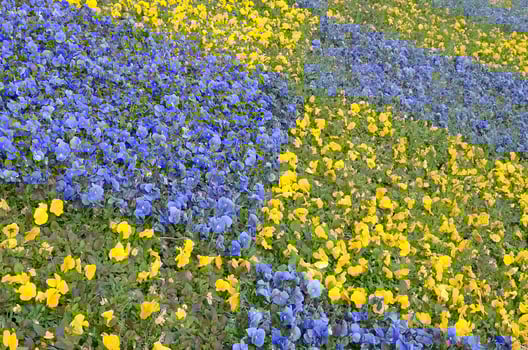 Beautiful violet and yellow blossoming pansies in the spring garden photo