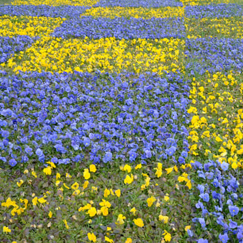 Beautiful violet and yellow blossoming pansies in the spring garden photo