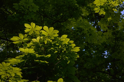 Chestnut leaves, chestnut trees photo