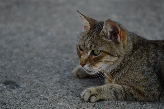 Cat portrait, striped stray cat on the ground, photo