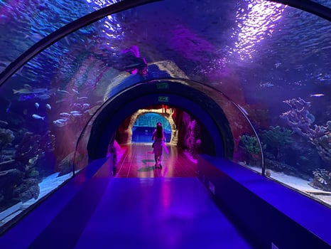 Large beautiful round glass tunnel under water in the aquarium with different fish. Concept tourism, sea world, diving photo