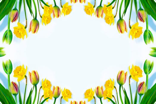 Bright colorful spring flowers of daffodils and tulips isolated on white background. photo