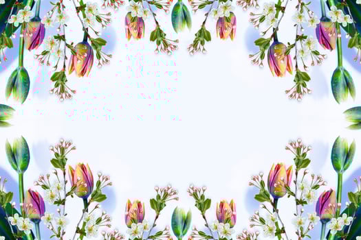 Blossoming branch apple, tulips.  Bright colorful spring flowers photo