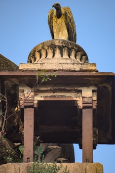 Indian Vulture or long billed vulture or Gyps indicus close up or portrait at Royal Cenotaphs Chhatris of Orchha, Madhya Pradesh, India, Orchha the lost city of India photo