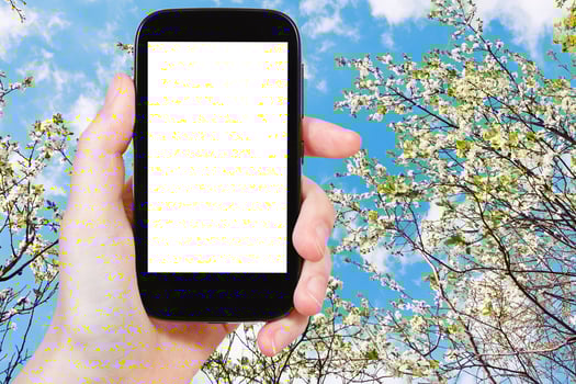 smartphone and blossoming cherry tree and blue sky photo