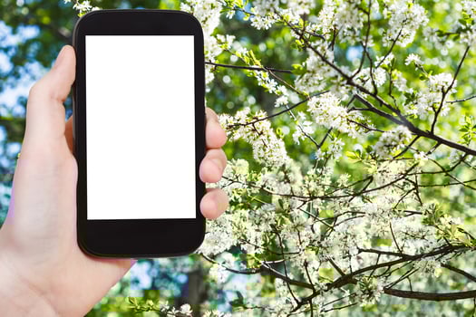 smartphone and cherry spring blossoms photo