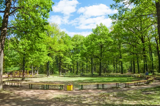 green oak grove and benches on clearing photo