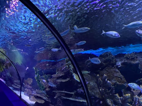 Glass tunnel in L'Oceanografic aquarium in Valencia, Spain photo