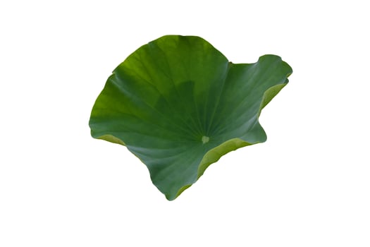 Isolated waterlily or lotus leaf with clipping paths. photo