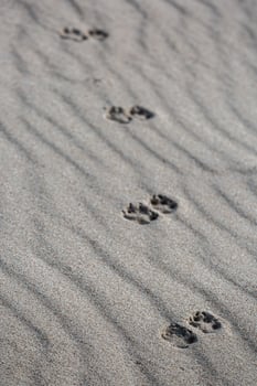 Patterns in The Beach Sand photo