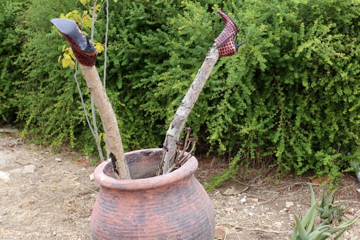 Green plants grow in a flower pot. photo