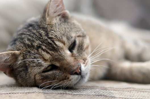 Close up of a sad and lazy tabby cat napping on the couch outdoors in evening photo