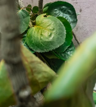 Polycias Balfouriana. Mangkokan in indonesian. A mangkokan leaves that fall onto the ceramic stone photo