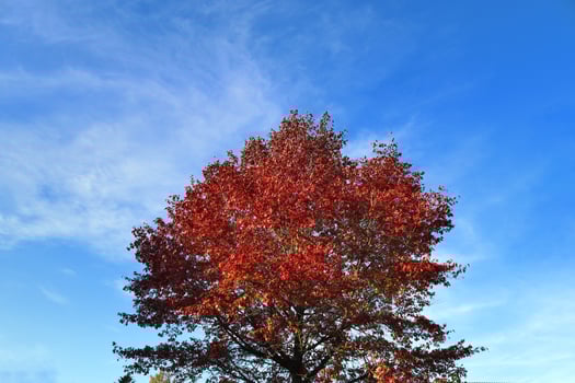 View of a treetop on a summery day photo